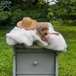 Liberty, Mini Goldendoodle Puppy